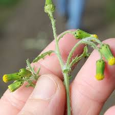 Attēlu rezultāti vaicājumam “Senecio vulgaris flower”