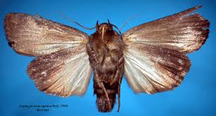 Attēlu rezultāti vaicājumam “Amphipyra livida”