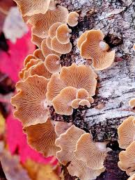 Attēlu rezultāti vaicājumam “Panellus stipticus”