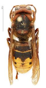 Attēlu rezultāti vaicājumam “Vespa crabro”