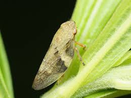 Attēlu rezultāti vaicājumam “Aphrophora alni”