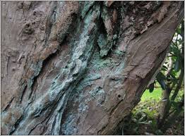 Attēlu rezultāti vaicājumam “Lepraria incana”