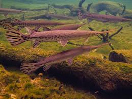 Image result for Lepisosteus osseus