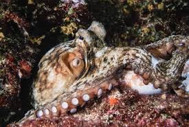 Image result for Octopus vulgaris