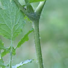 Attēlu rezultāti vaicājumam “Chelidonium majus bud”