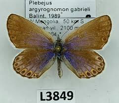 Attēlu rezultāti vaicājumam “Plebejus argyrognomon”