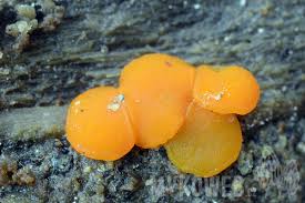 Attēlu rezultāti vaicājumam “Miladina lecithina”