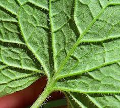 Attēlu rezultāti vaicājumam “Alliaria petiolata leaf”