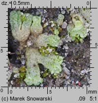 Attēlu rezultāti vaicājumam “Riccia cavernosa”