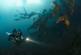 Image result for Duchy Divers