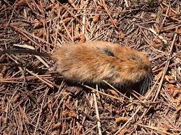 Attēlu rezultāti vaicājumam “Cricetidae”