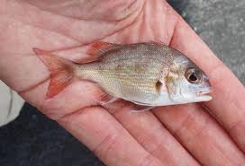 Image result for Pagrus