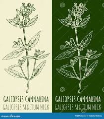 Image result for Galeopsis segetum