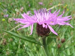 Image result for Centaurea nigra