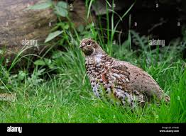 Attēlu rezultāti vaicājumam “Tetrastes bonasia female”