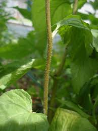 Attēlu rezultāti vaicājumam “Campanula rapunculoides leaf”
