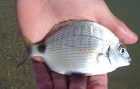Image result for Diplodus capensis