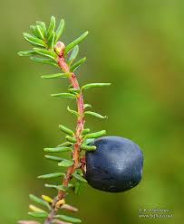 Attēlu rezultāti vaicājumam “Empetrum nigrum”