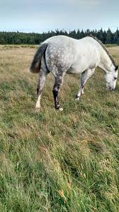 Resultado de imagen para sliced horse