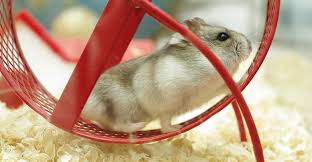 Image result for хомяк