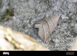 Attēlu rezultāti vaicājumam “Colobochyla salicalis”