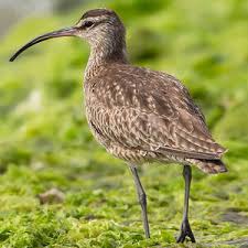 Image result for Numenius hudsonicus