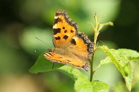 Attēlu rezultāti vaicājumam “Nymphalis polychloros underside”