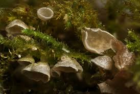 Attēlu rezultāti vaicājumam “Rimbachia neckerae”