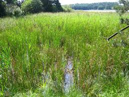 Attēlu rezultāti vaicājumam “Calliergon megalophyllum”