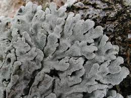 Attēlu rezultāti vaicājumam “Physconia distorta”