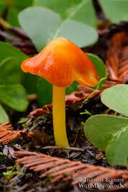 Attēlu rezultāti vaicājumam “Hygrocybe acutoconica”