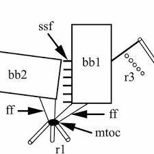 Attēlu rezultāti vaicājumam “Symphytocarpus impexus spores”