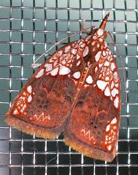 Attēlu rezultāti vaicājumam “Nolidae”