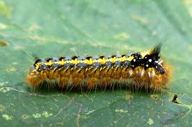 Attēlu rezultāti vaicājumam “Euthrix potatoria”