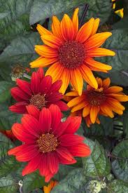 Image result for Heliopsis scabra