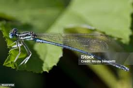 Attēlu rezultāti vaicājumam “Platycnemis pennipes male”