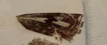 Attēlu rezultāti vaicājumam “Crambus heringiellus”