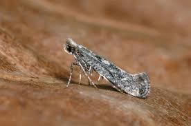 Attēlu rezultāti vaicājumam “Ortholepis betulae”