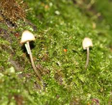 Attēlu rezultāti vaicājumam “Mycena filopes”