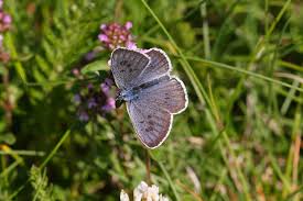 Attēlu rezultāti vaicājumam “Phengaris arion”