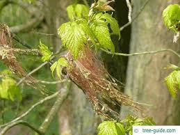 Attēlu rezultāti vaicājumam “Acer negundo bud”