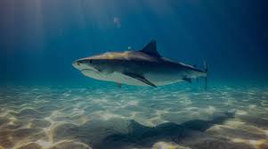 Image result for South Axholme Sharks Asc