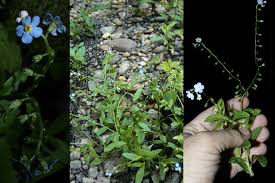 Attēlu rezultāti vaicājumam “Myosotis laxa subsp. baltica”