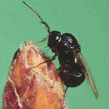 Attēlu rezultāti vaicājumam “Cynipidae”