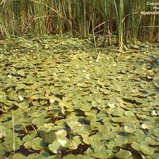 Attēlu rezultāti vaicājumam “Hydrocharis morsus-ranae leaf”