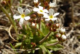 Attēlu rezultāti vaicājumam “Androsace septentrionalis”