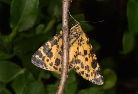 Attēlu rezultāti vaicājumam “Arichanna melanaria”