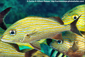 Image result for Haemulon carbonarium