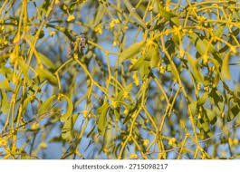 Attēlu rezultāti vaicājumam “Viscum album fruit”