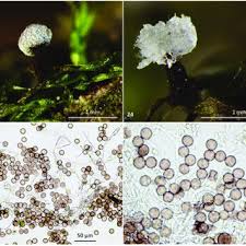 Attēlu rezultāti vaicājumam “Diderma chondrioderma spores”